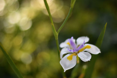 Close-up of purple flowering plant