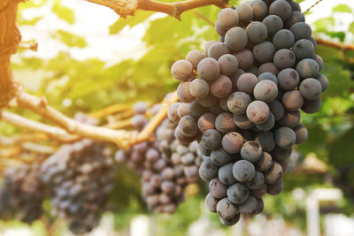 Black grape in vineyard at harvest time