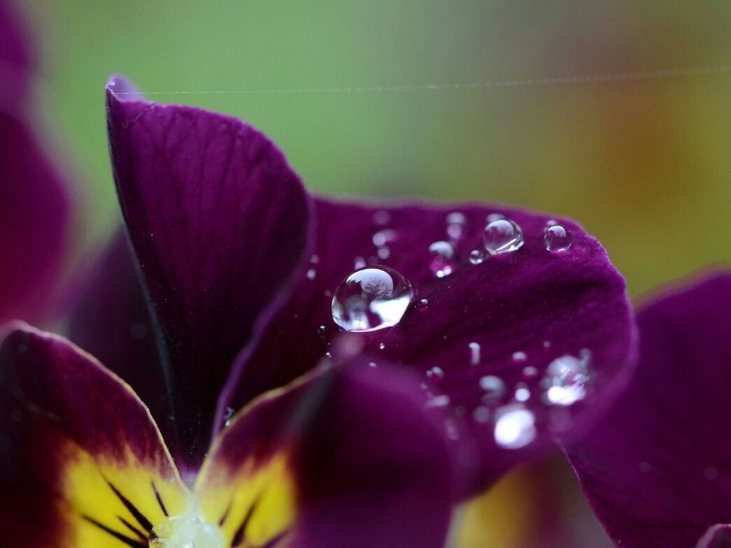 flower, petal, freshness, fragility, close-up, water, flower head, drop, beauty in nature, growth, nature, wet, purple, selective focus, single flower, blooming, plant, focus on foreground, pollen, dew