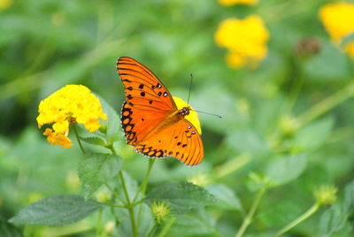 Close-up of butterfly pollinating on flower