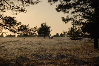 Trees on field against sky