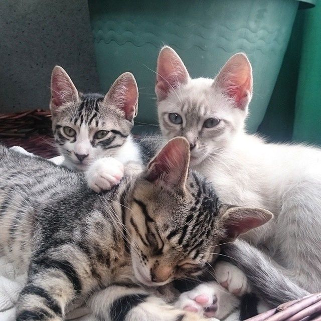 domestic cat, cat, pets, domestic animals, animal themes, feline, mammal, indoors, one animal, whisker, portrait, looking at camera, relaxation, two animals, lying down, home interior, togetherness, resting, kitten, close-up