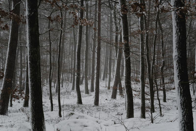 Trees in forest during winter