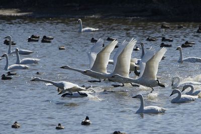 Birds in lake