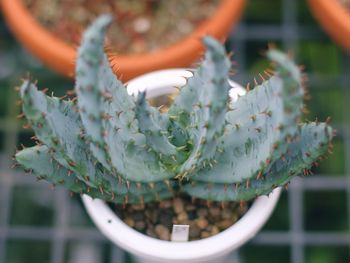 Close-up of succulent plant