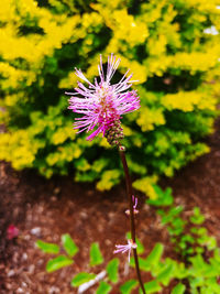 Close-up of purple flowering plant on field