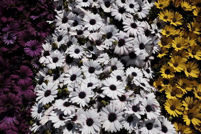 High angle view of flowering plants on leaves