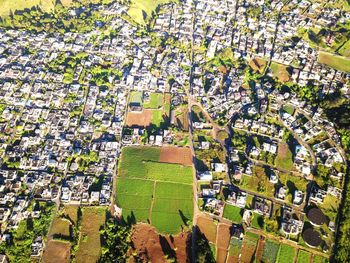 High angle view of green plants growing in field