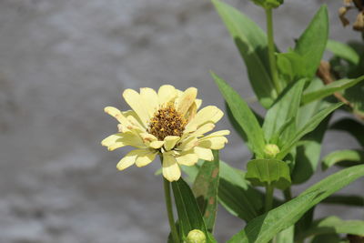 Close-up of yellow flowering plant