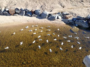 High angle view of sheep on beach