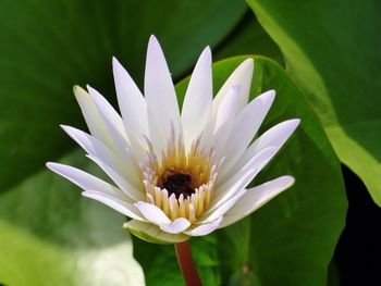 High angle view of water lily blooming on pond