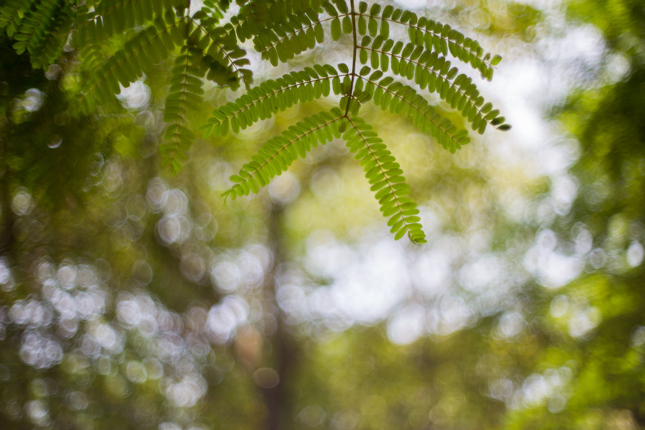 CLOSE-UP OF FERN LEAVES