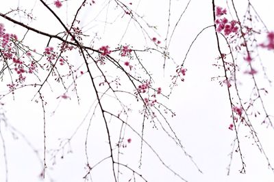 Low angle view of pink flowers