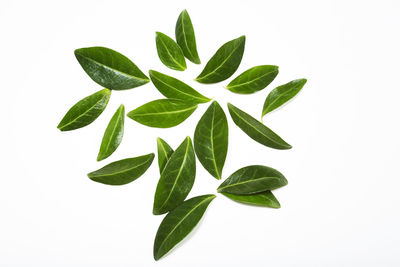 Close-up of plant against white background