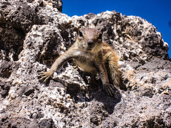 Close-up of lizard on rock