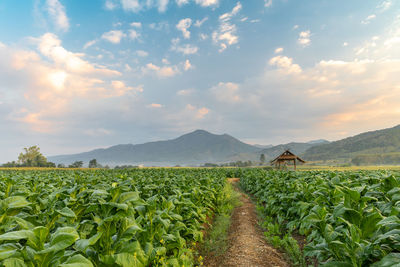 Scenic view of agricultural tobacco field against sky