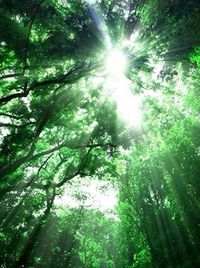 Low angle view of trees in forest