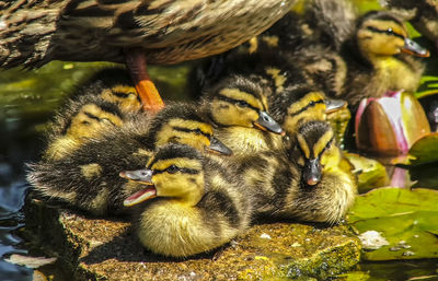 Close-up of ducklings in pond