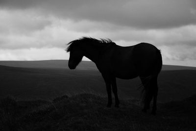 Cow grazing on field against cloudy sky