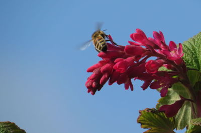 Low angle view of bee on flowering plant against sky