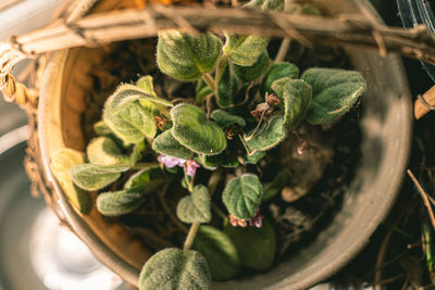 High angle view of potted plant