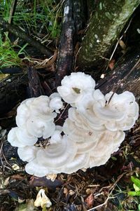 Close-up high angle view of white flowers