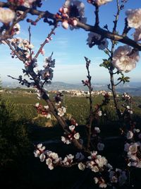 Close-up of cherry blossoms against sky