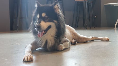 Dog lying down on floor at home