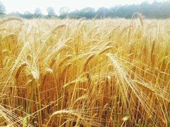 Wheat crop in field