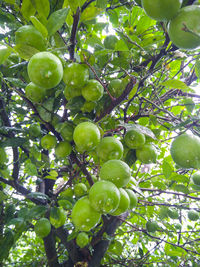 Low angle view of fruits growing on tree