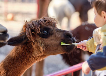 Alpacas in their pens at the farm fair exhibition