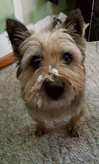 Portrait of dog at home