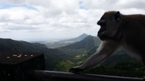 Monkey sitting on mountain against sky