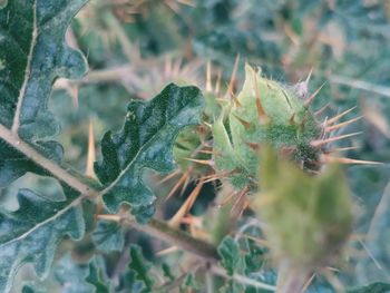 Close-up of insect on plant