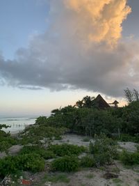 Plants and trees by building against sky