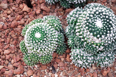 High angle view of succulent plant growing on field