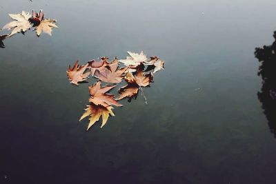 Leaves floating on water