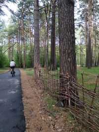 Rear view of man riding bicycle on road in forest