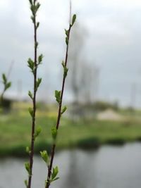 Close-up of fresh green plant against sky