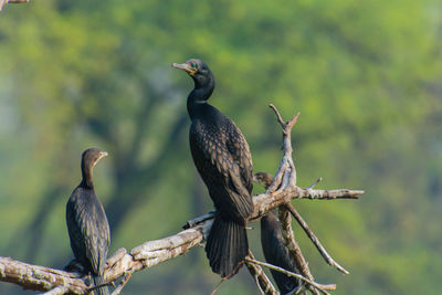 Bird perching on a tree