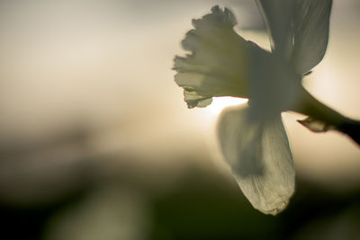 Close-up of white flowering plant