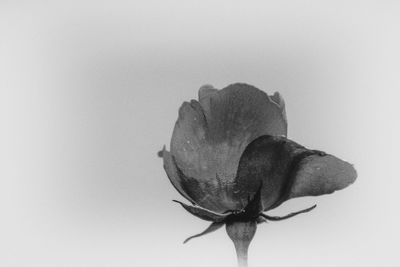 Close-up of flower against white background