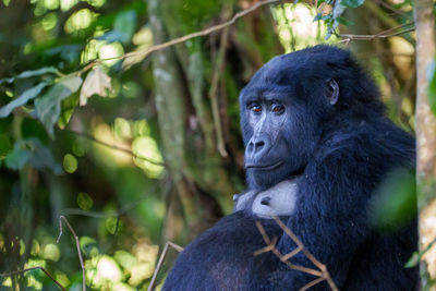 Close-up of monkey