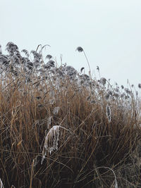 Low angle view of grass on field against clear sky