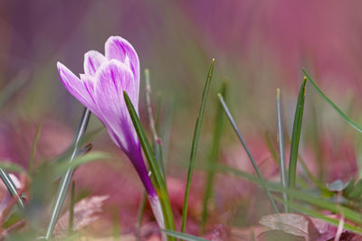 Close-up of pink crocus flower on field