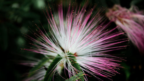 Close-up of pink flower