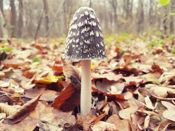 Close-up of fly agaric mushroom in forest