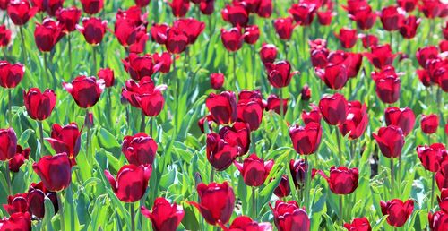 Full frame shot of red flowers blooming outdoors
