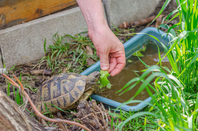 Photo of cute turtle sittingin an aviary. greek tortoise stuck its front paws out of shell