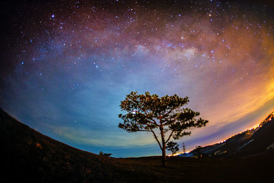 Low angle view of trees against sky at night